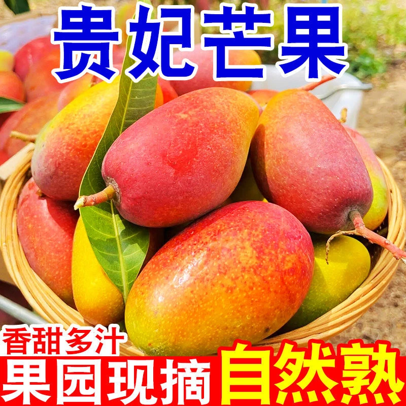 【催熟后食用】海南贵妃芒果大果带箱5斤香甜爆汁新鲜热带水果