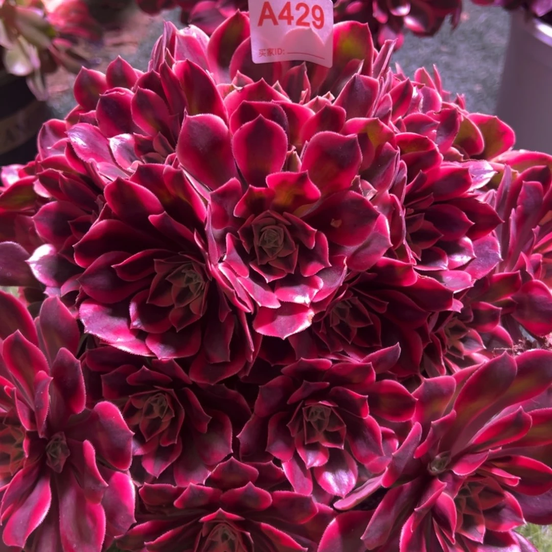 429，红粉佳人多肉植物法师