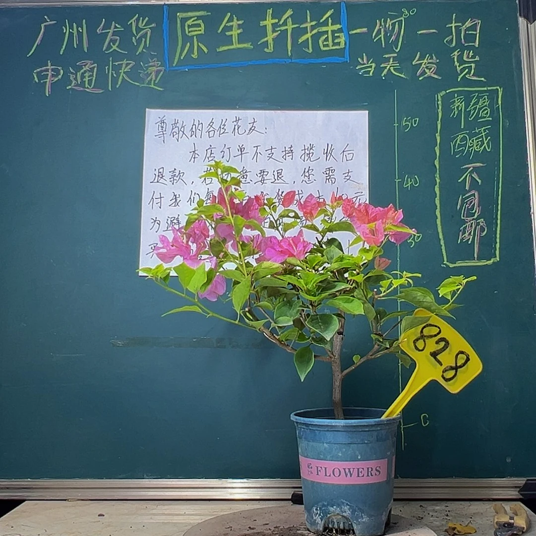 当前无花栽培后可以开花橙粉公主828
