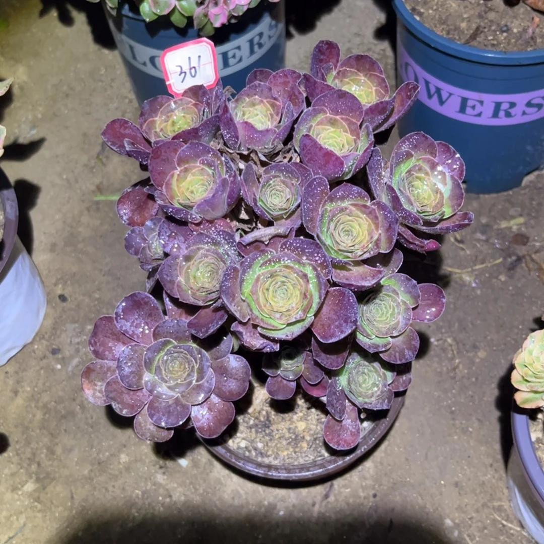 361多肉植物魅金玫瑰