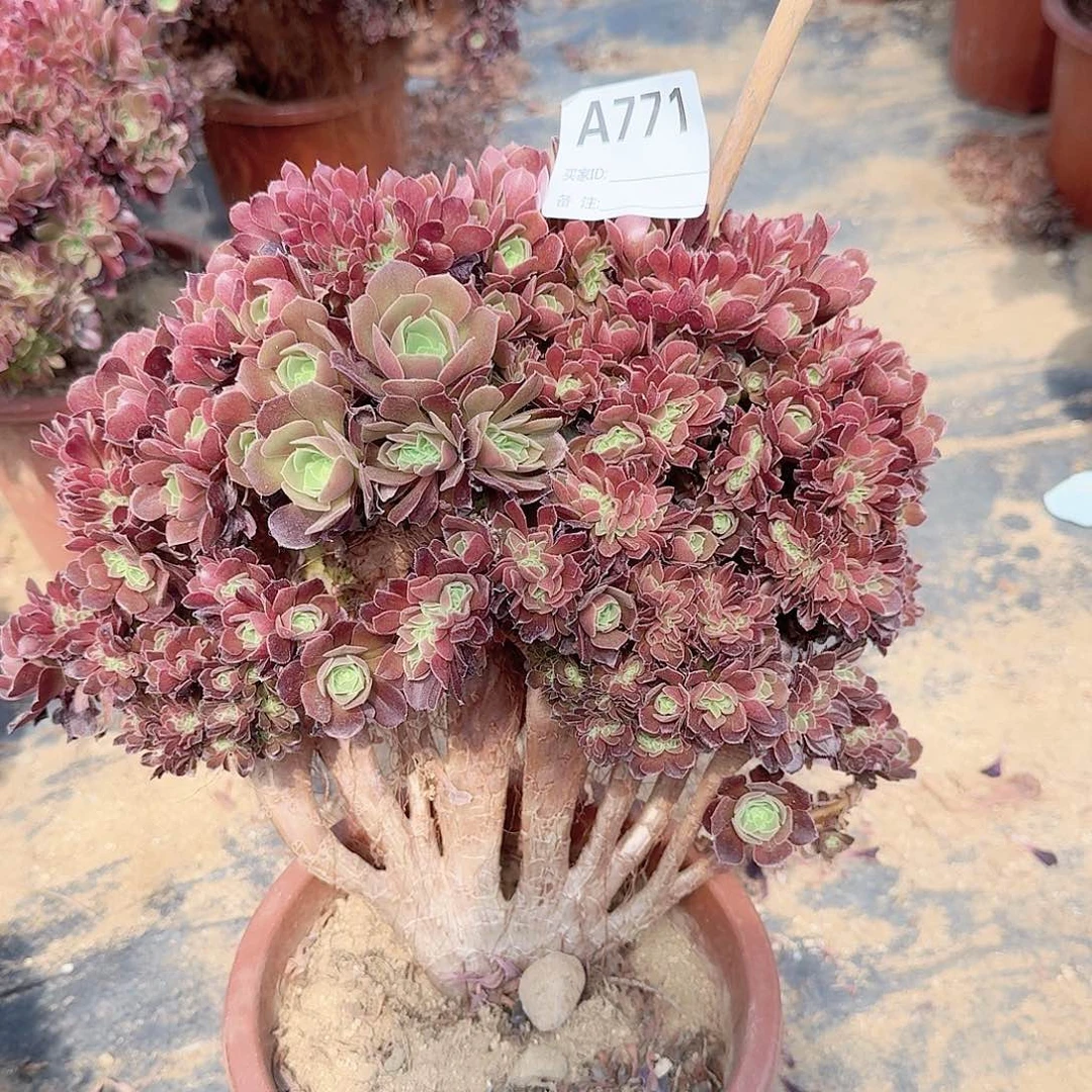 771火玫瑰朵朵一颗