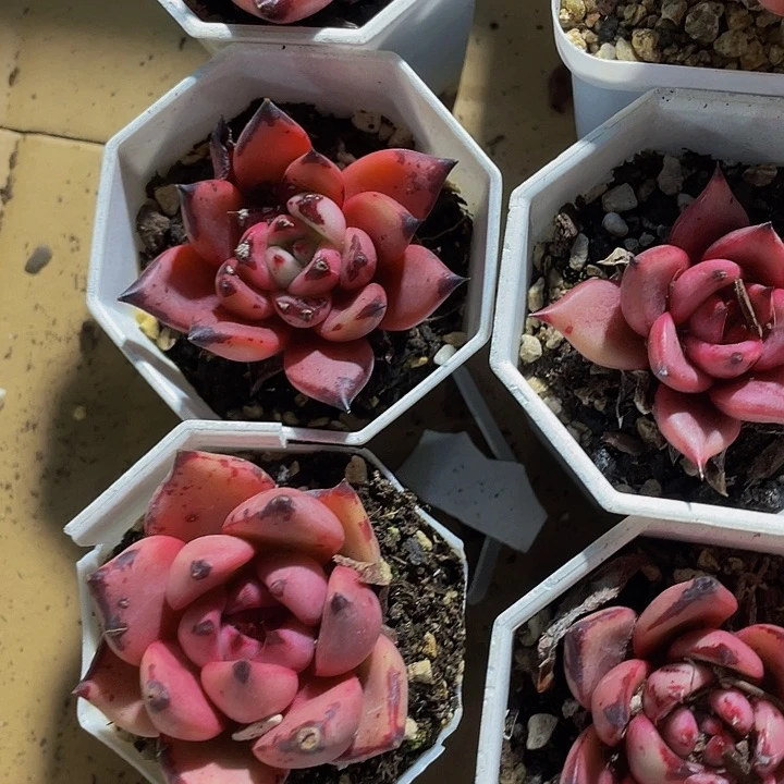 八角盆罗密欧带盆