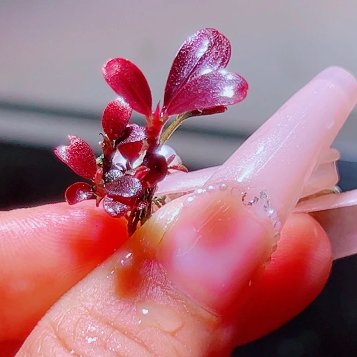 福利60福利植物一丛