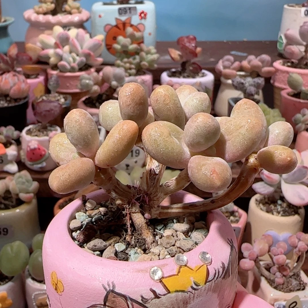 造型糖果美人 盆口4cm