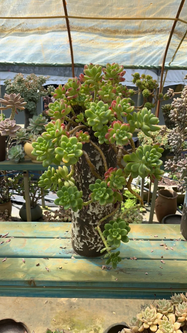 整桩无砍老桩香格里拉带盆