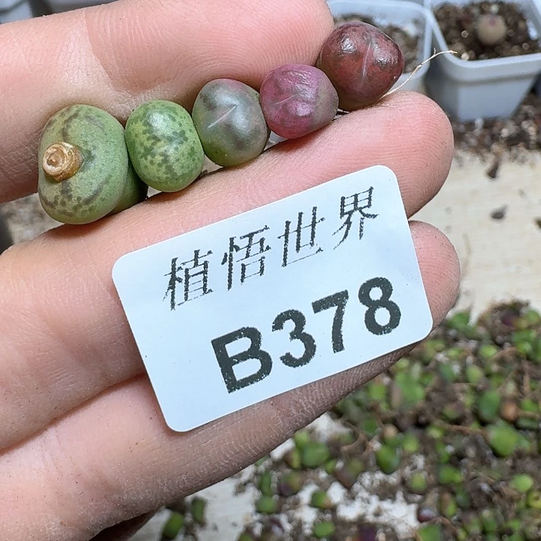 378厚德载物哇发v多肉植物哇