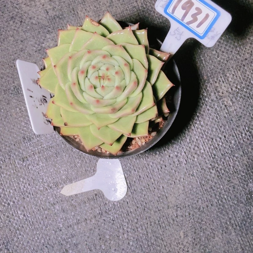 【闪购商品】?**主1931