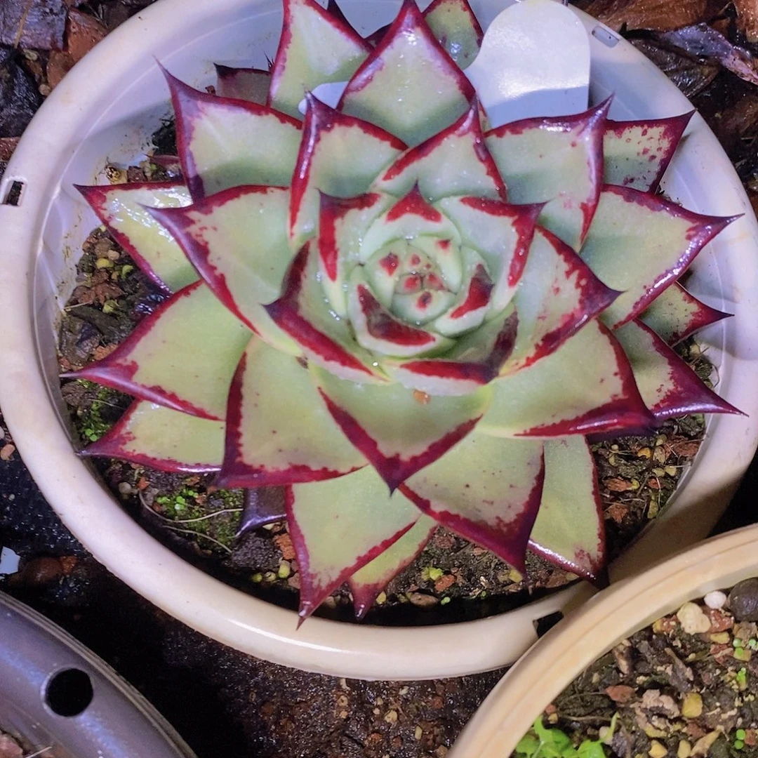 多肉植物乌木单头