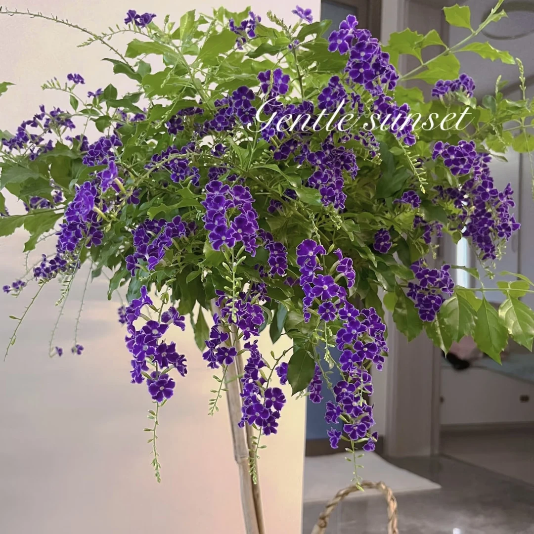 【蕾丝金露花】盆栽带花苞发货巧克力香味阳台庭院耐热花卉