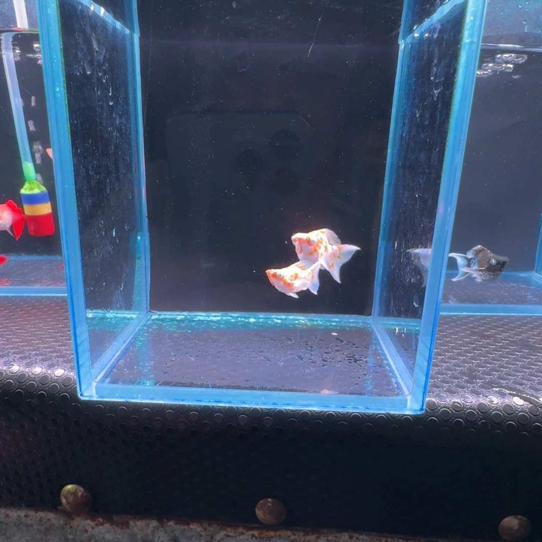 黑玛丽鱼273号玛丽2条