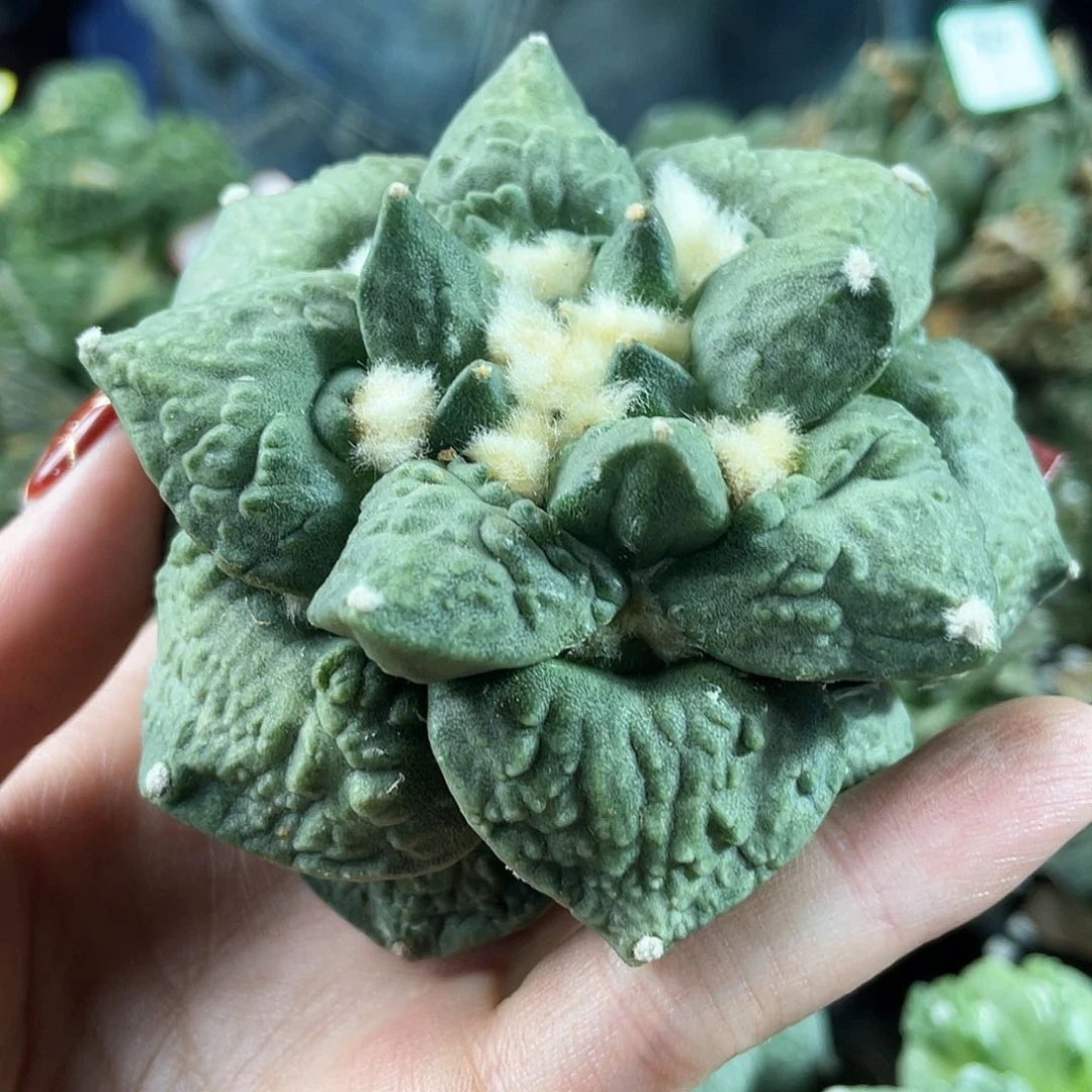 40号自根福利怒涛牡丹1