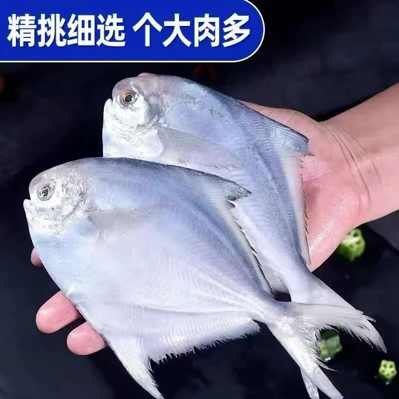 湛江海鲜白鲳鱼深海新鲜海鲜冷冻深海白鲳鱼新鲜水产1000g两斤装