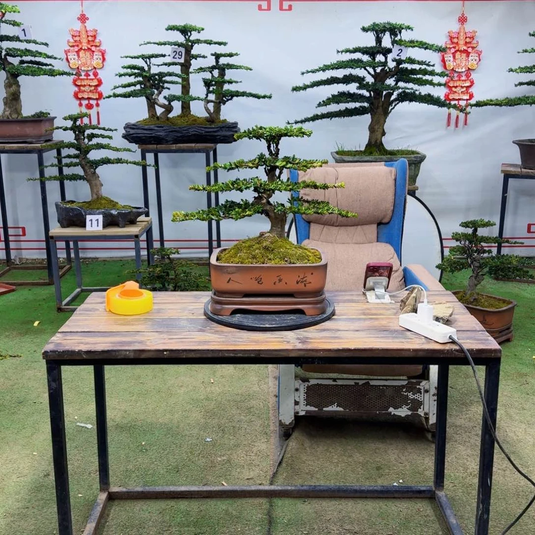 罗汉松空*罗汉松盆景