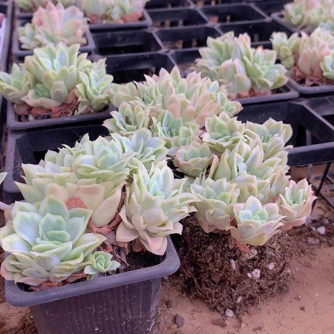 血红纱裙2盆94949497744777