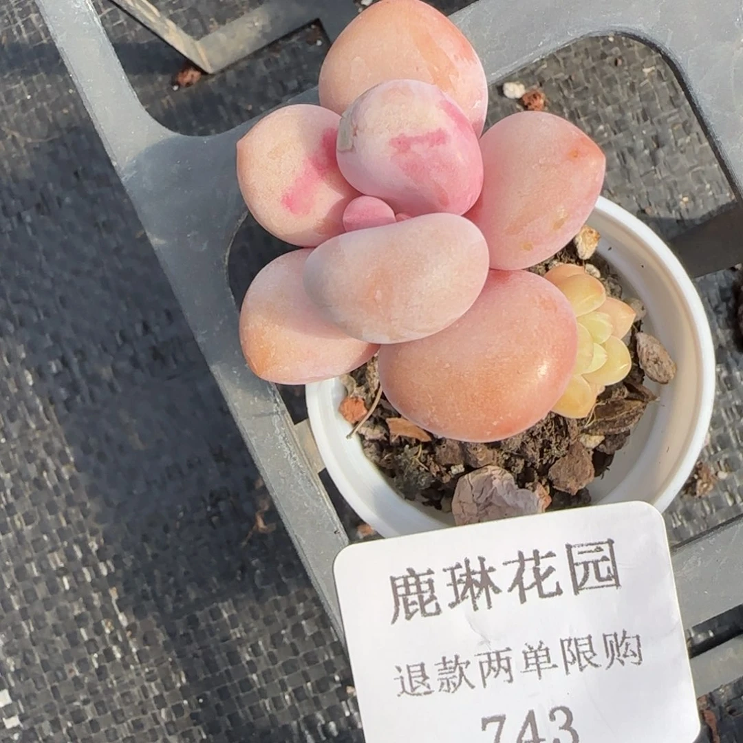 多肉很小看清楚下单拒绝非品质售后743