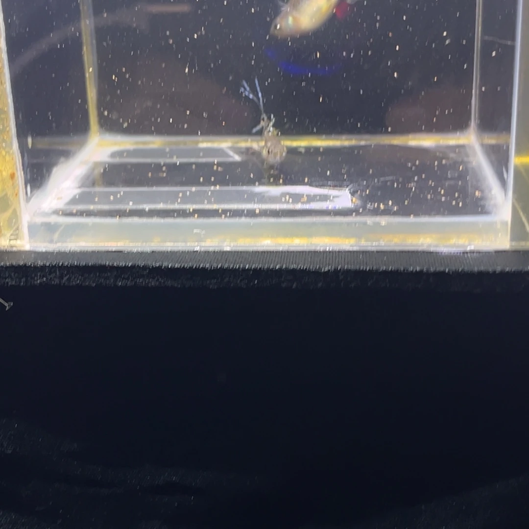海水鱼孔雀鱼孔雀鱼15