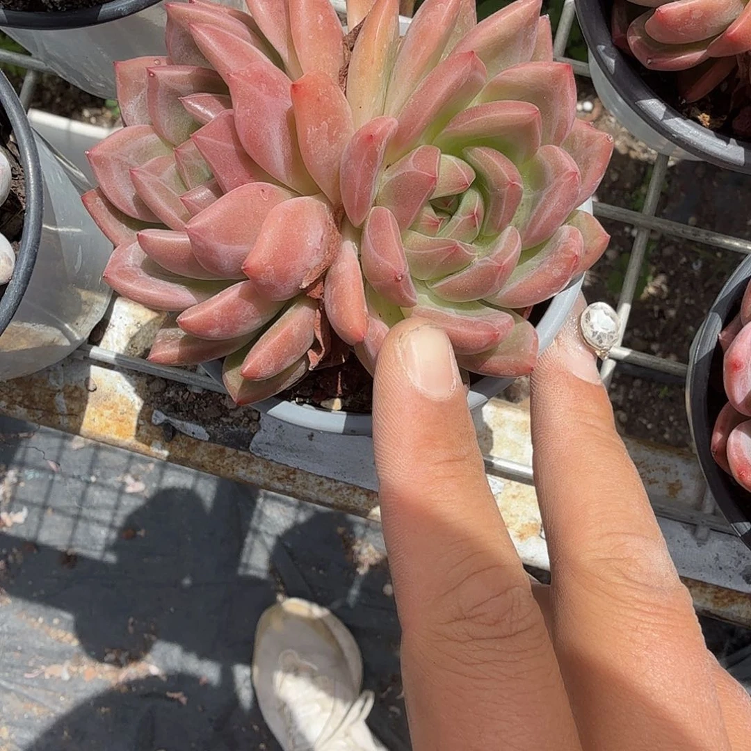 夏洛多肉植物了¥：