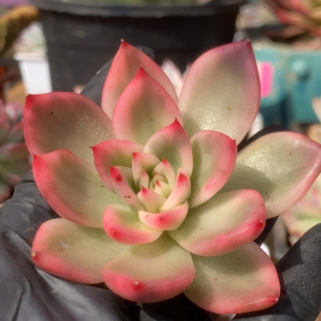 8维娜斯头盖锦锦锦锦