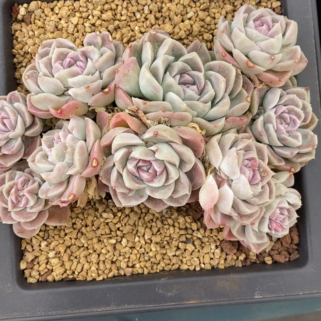 ʚ***ɞ杂交精品多肉4359