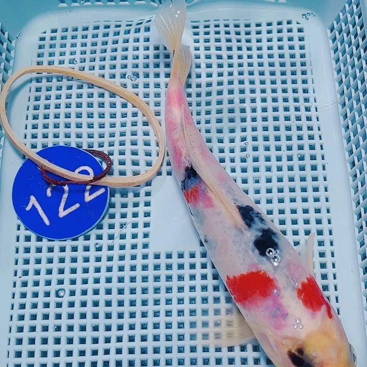 海水鱼锦鲤观赏鱼122