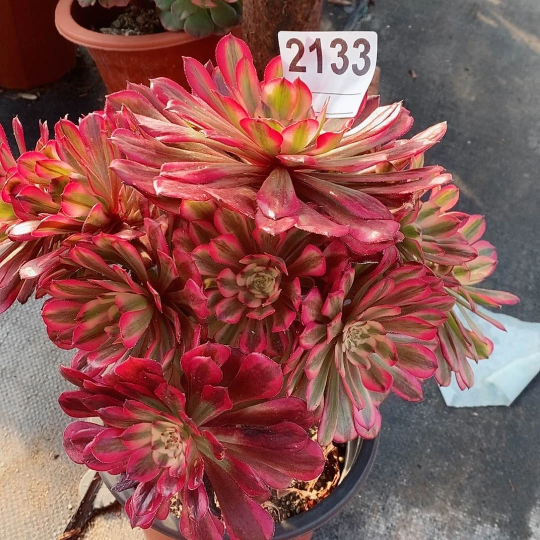 红陶小**资2133红铜白4多肉