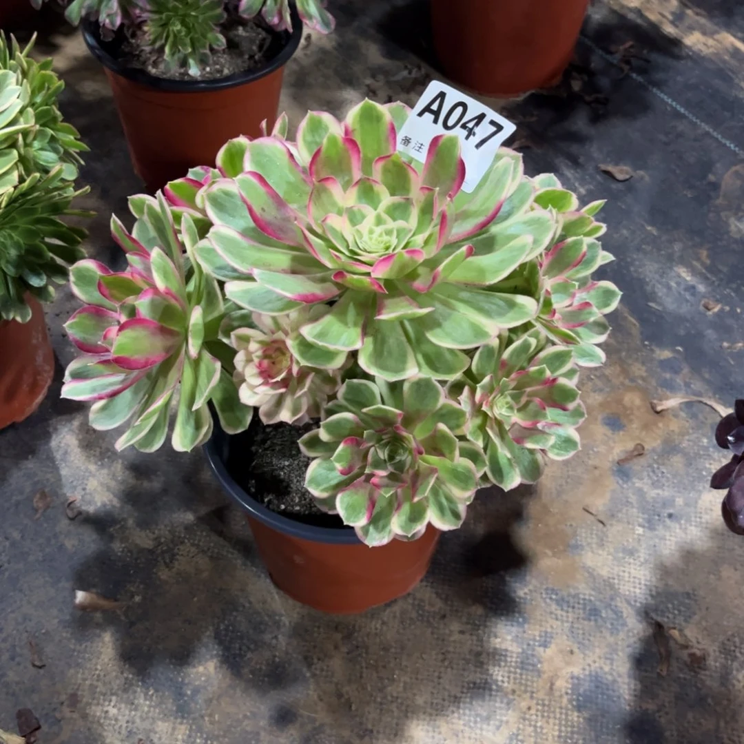 多肉植物孔雀翎047多肉