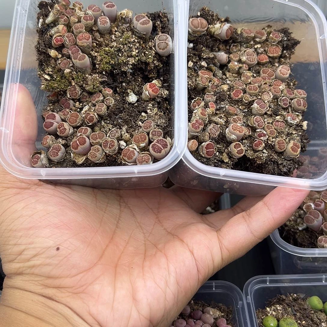 2523两盒小美菊一起开播福利