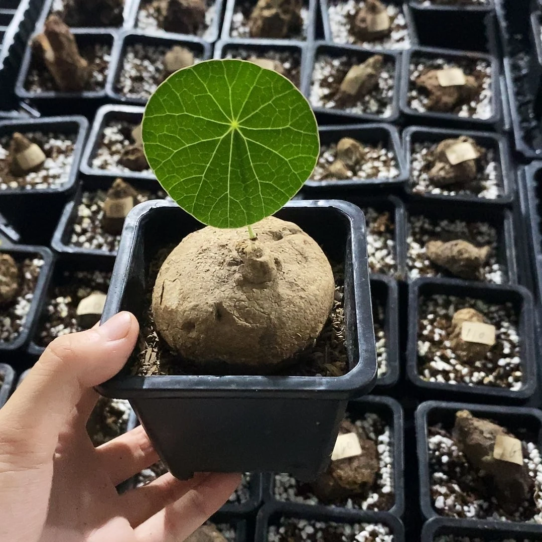 ****蕾素可泰一物一拍45