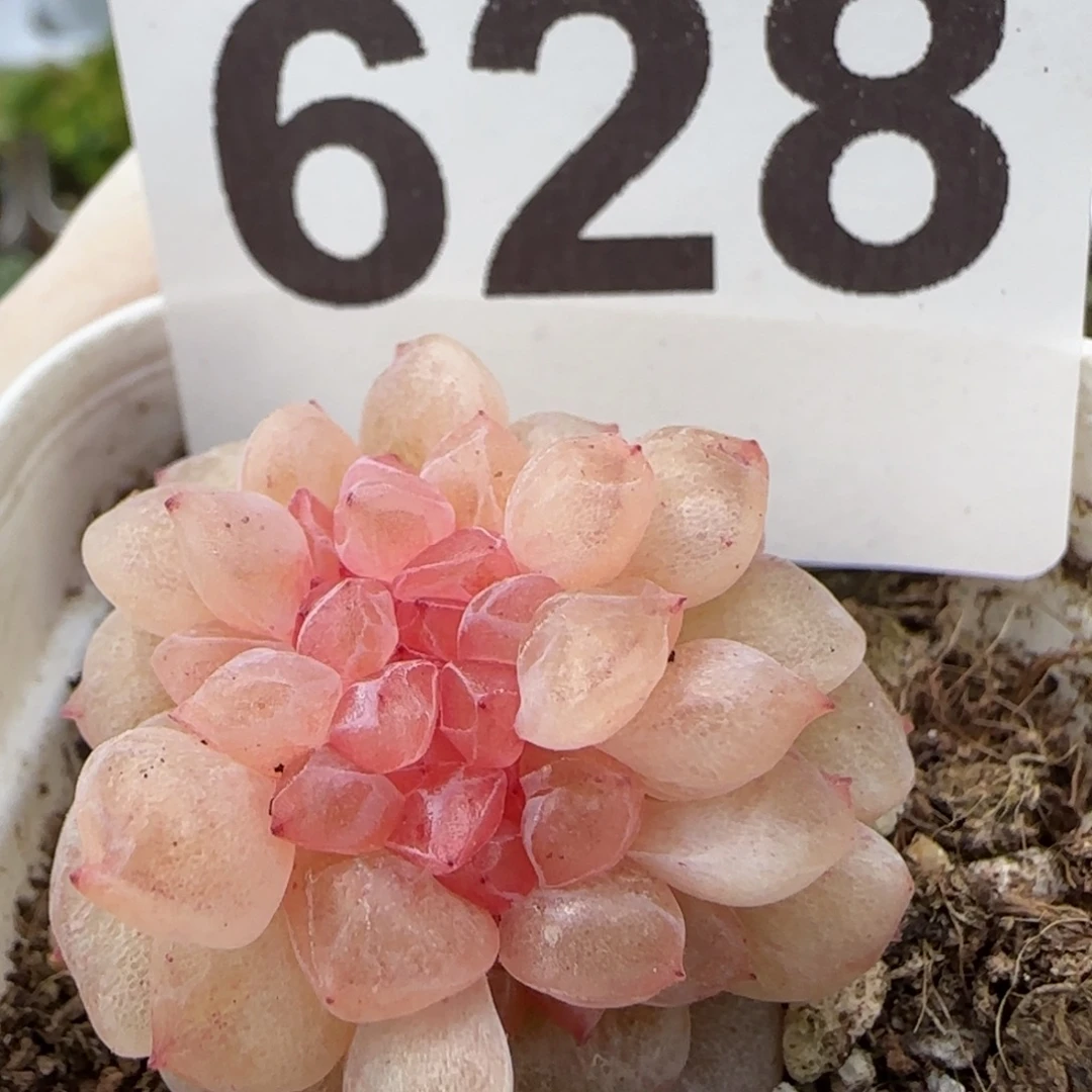 628号王者珍妮一颗福利