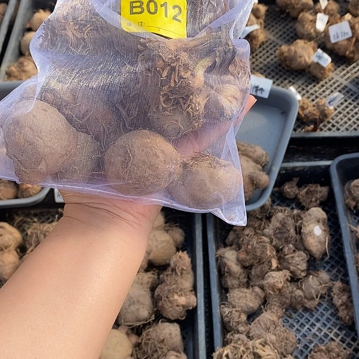 盲盒种球不售后B012