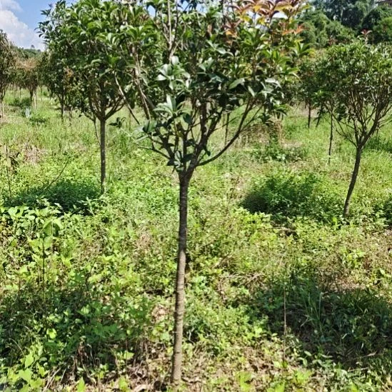小叶金桂一物一拍对版发货