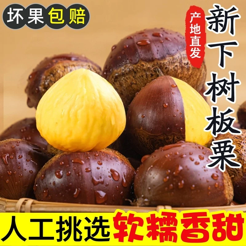 【头茬栗子板栗】2025年新鲜板栗粉面香糯丹东板栗生果现摘板栗栗子