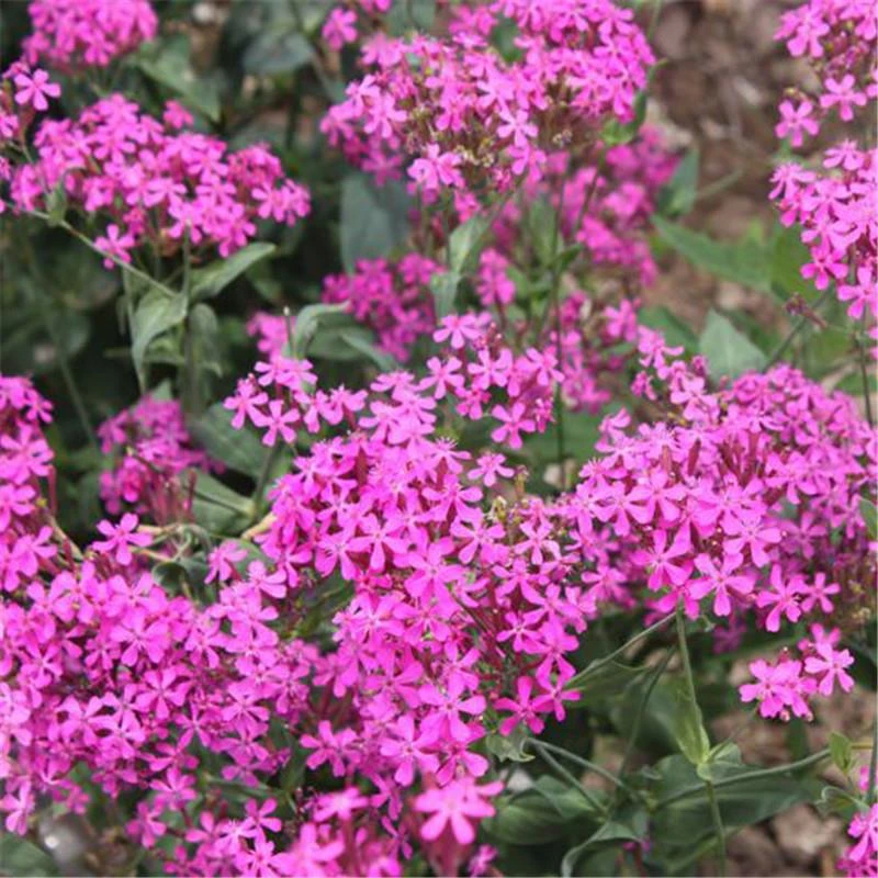 矮雪轮种子大蔓樱花地被花坛家庭院盆栽春播花卉花种子四季花籽