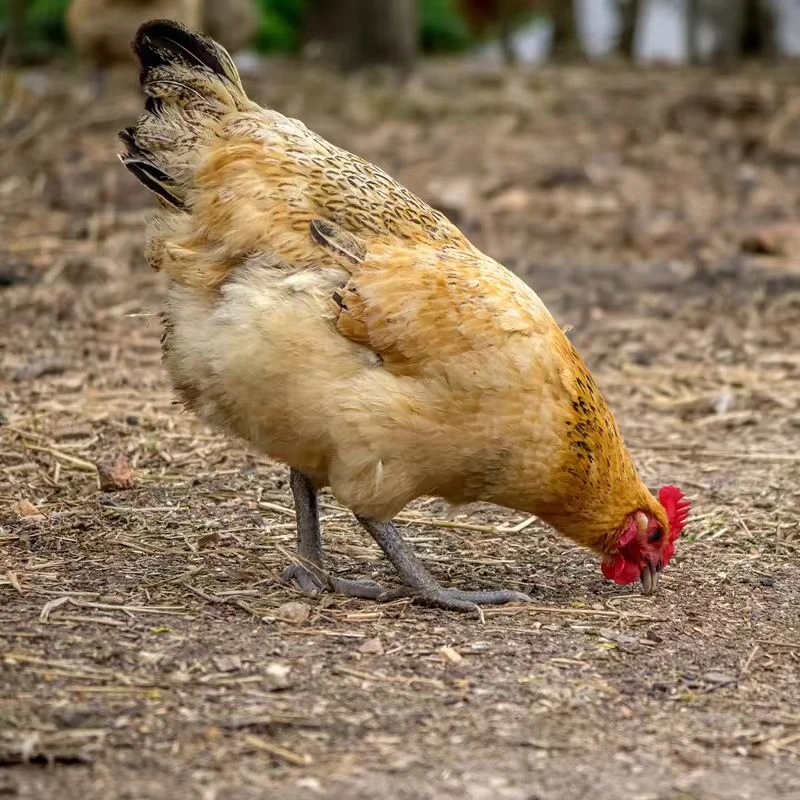 【大悟本地土鸡】黄油走地鸡农家散养土鸡