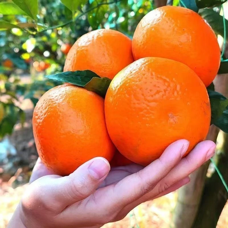 Aw【果园直发】云南高山新鲜沃柑应季薄皮新鲜水果橘子整箱5斤9斤