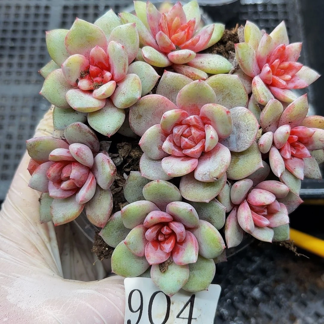 多肉植物多肉植物904