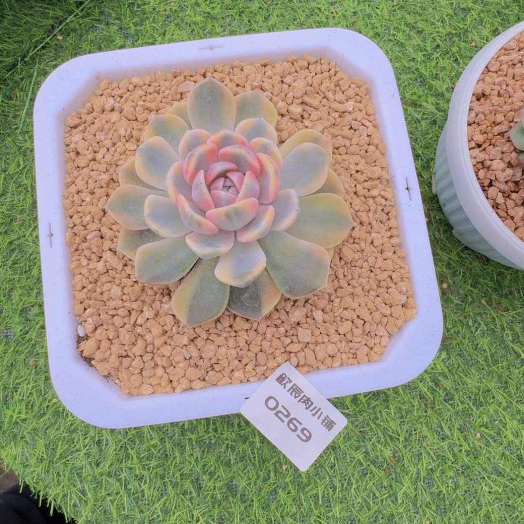 白***白多肉植物汉堡锦0269