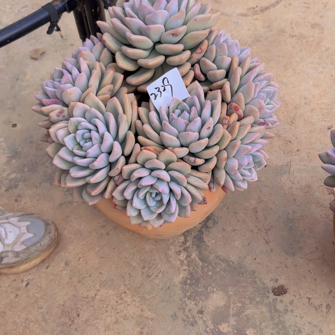 23-29奥普多肉植物