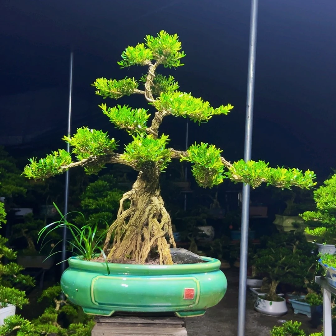 无花朵广东黄杨木盆景