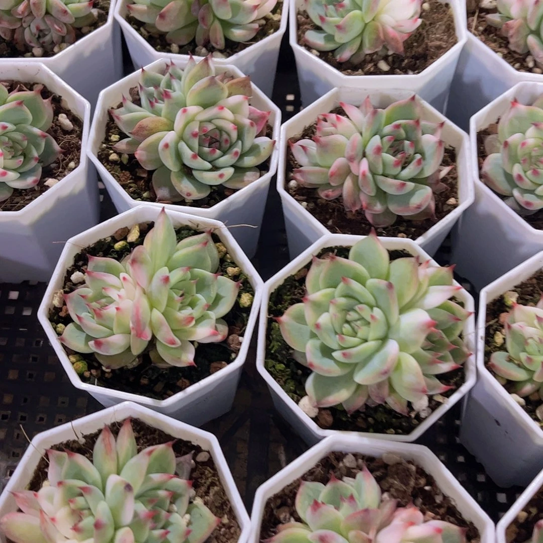 吉娃娃锦多肉植物