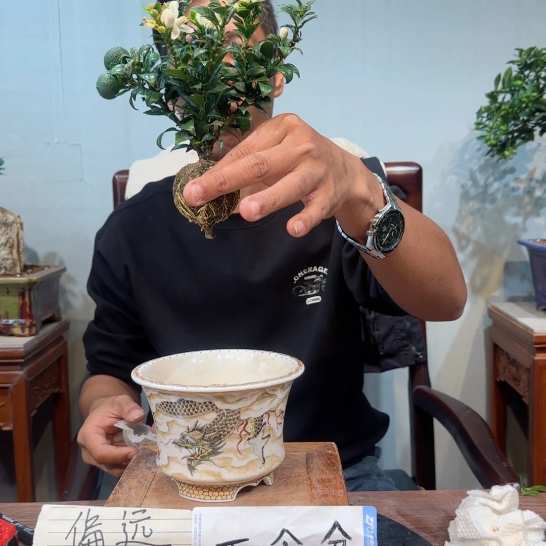 当前无花朵，栽培后可花朵K*生
