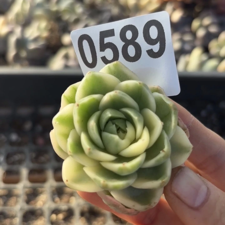 多肉植物满18包邮当场凑单