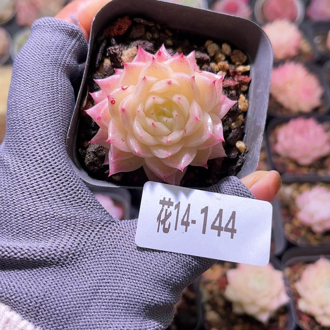 花14-144幻影单头