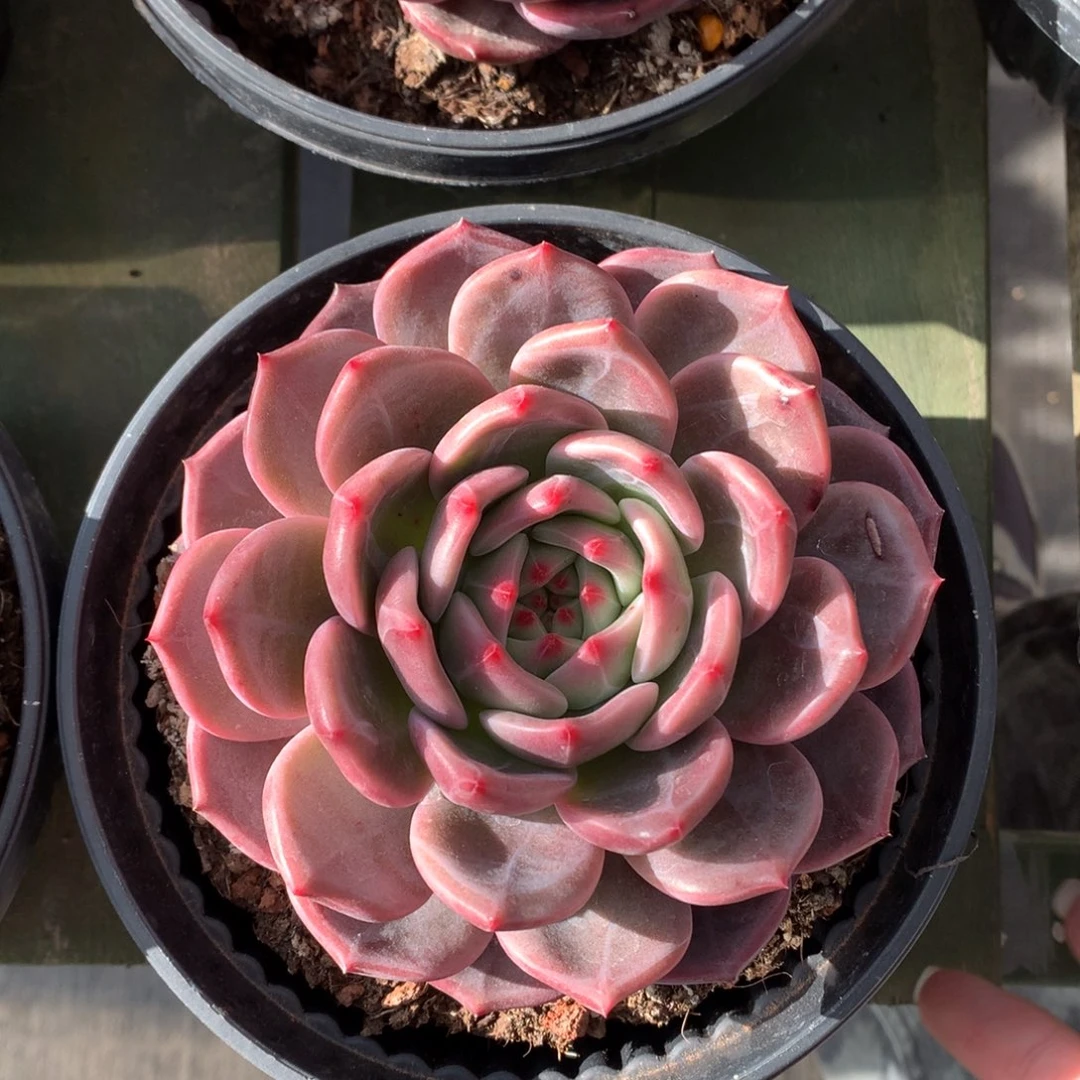 蓝鸟香槟 一颗 单头