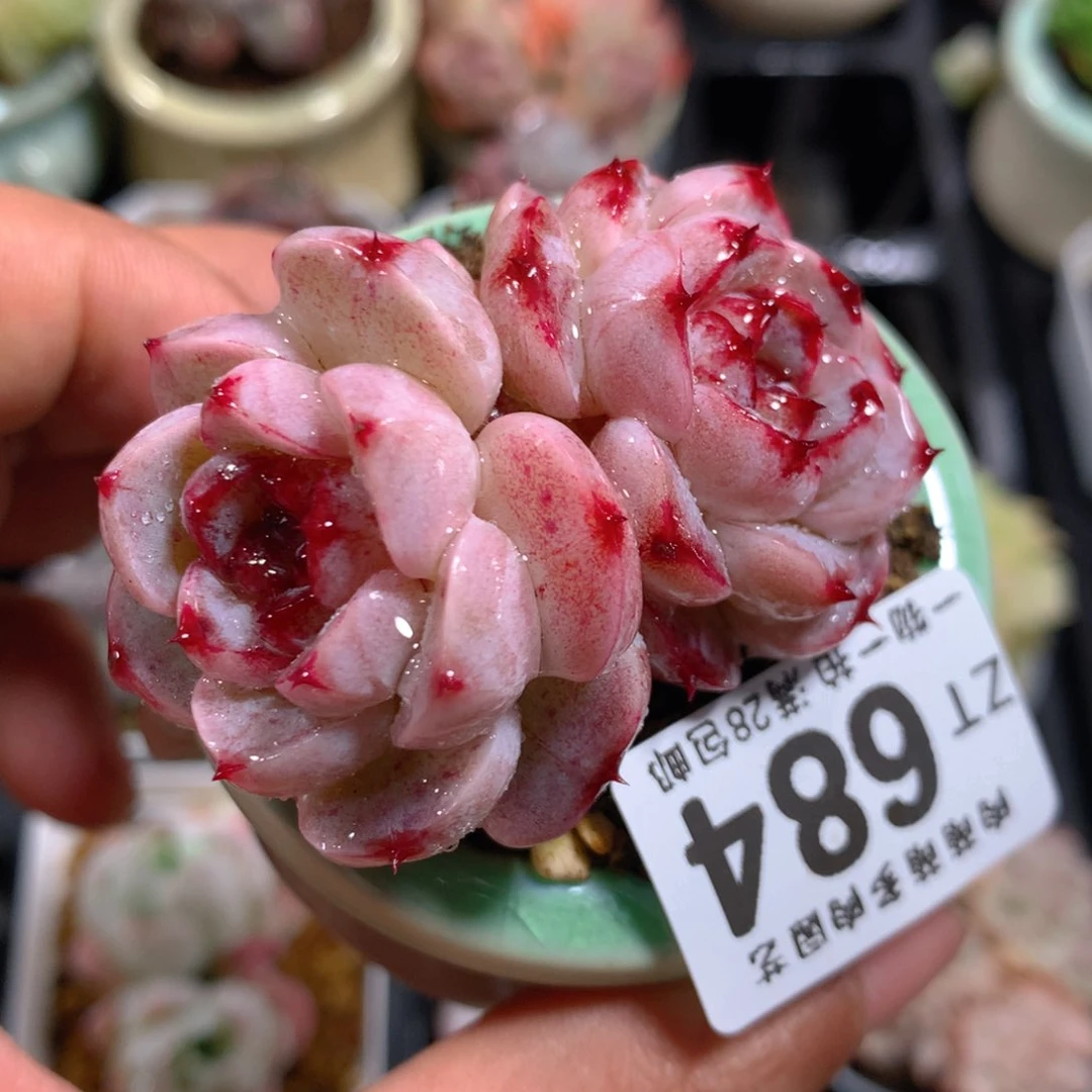 5CM拇指盆精控多肉ZT684