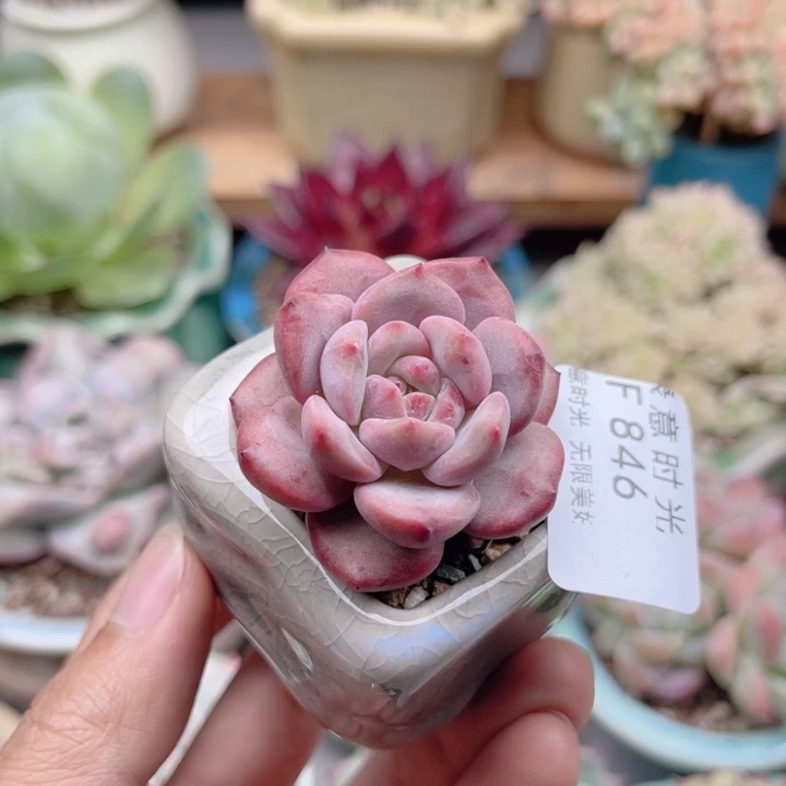 846 珍妮糖心 带陶瓷盆发货 满28包邮