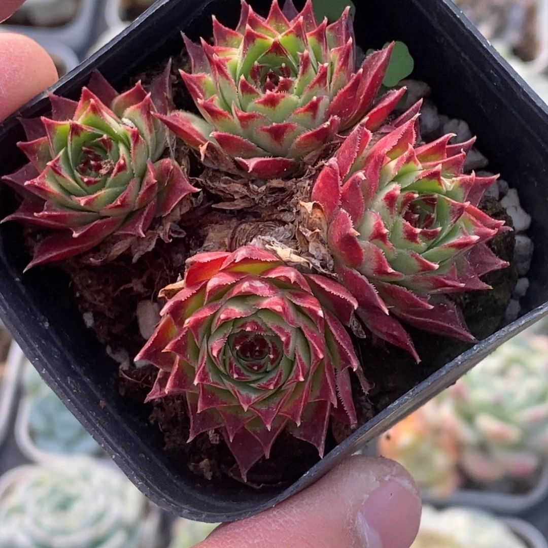 四头灵娟满10元包邮起拍