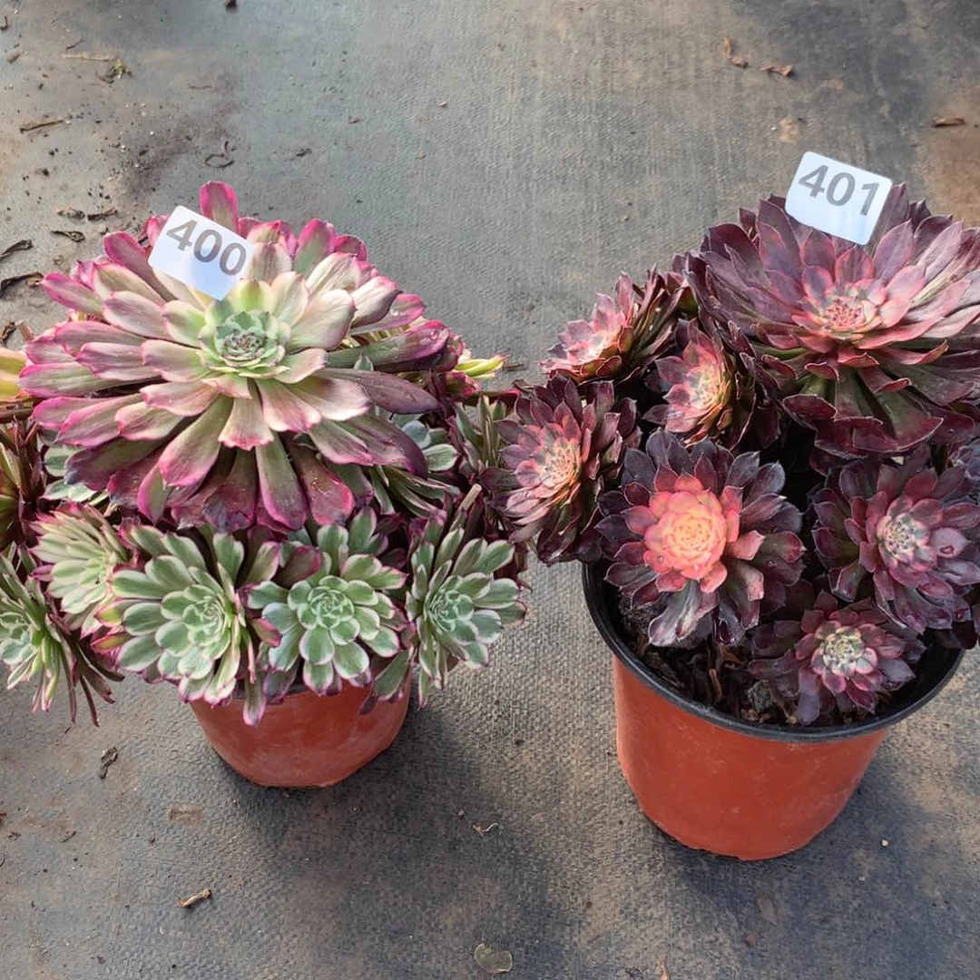 【闪购商品】400。401德芙烟花