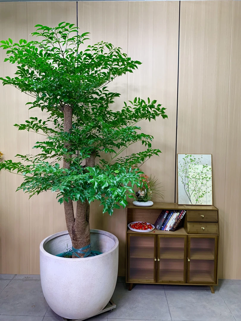 幌伞枫幸福树【一物一拍】造型落地居家绿植室内客厅植物净化空气