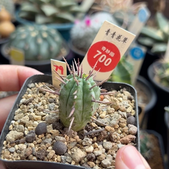 实生猛刺大戟一棵仙人球